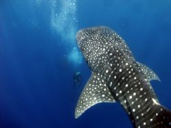 They only eat plankton...don't they? Gladden Spit, Belize. by Martin Spragg 